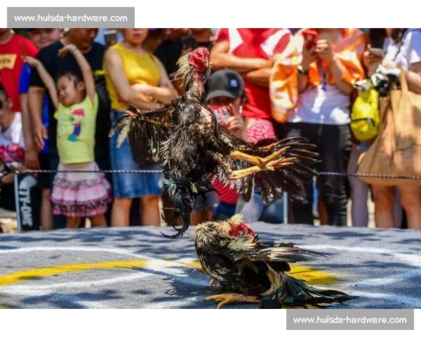 经典斗鸡比赛视频全集实录技巧解析与观赏指南历史文化规则详解大全
