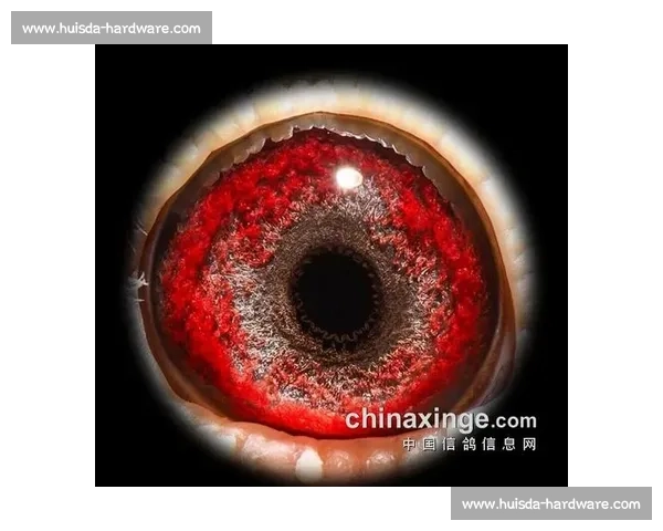 上海信鸽网精彩比赛直播带你感受鸽界盛宴热血激战